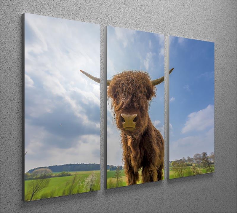 Scottish highland cattle on a pasture 3 Split Panel Canvas Print - Canvas Art Rocks - 2