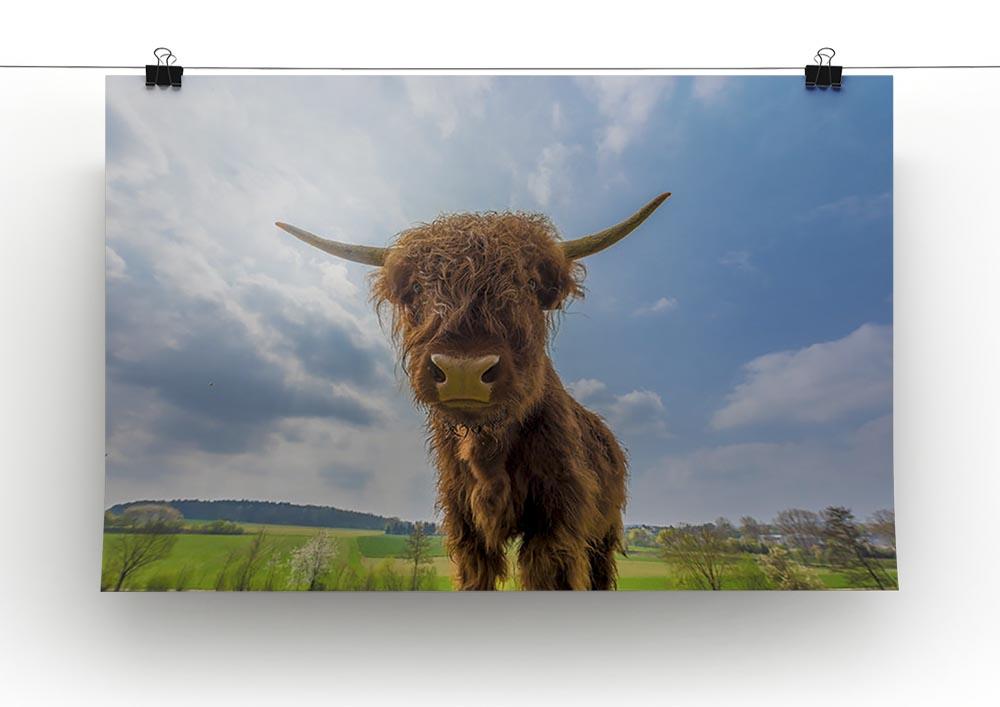 Scottish highland cattle on a pasture Canvas Print or Poster - Canvas Art Rocks - 2