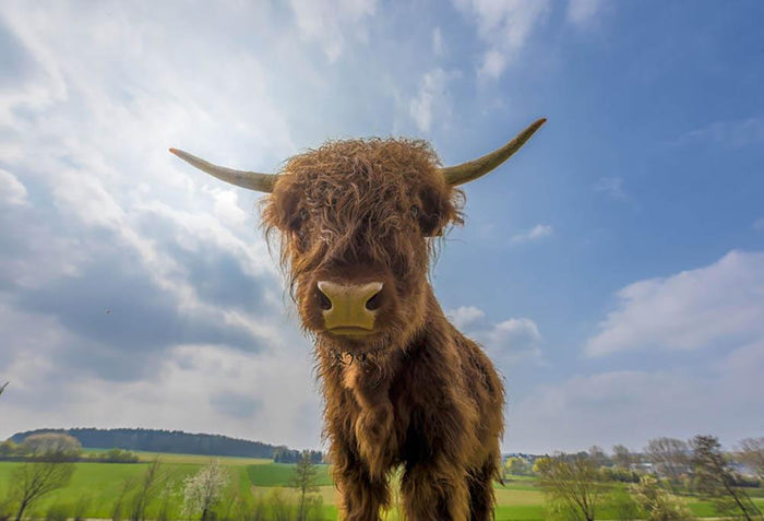 Scottish highland cattle on a pasture Wall Mural Wallpaper