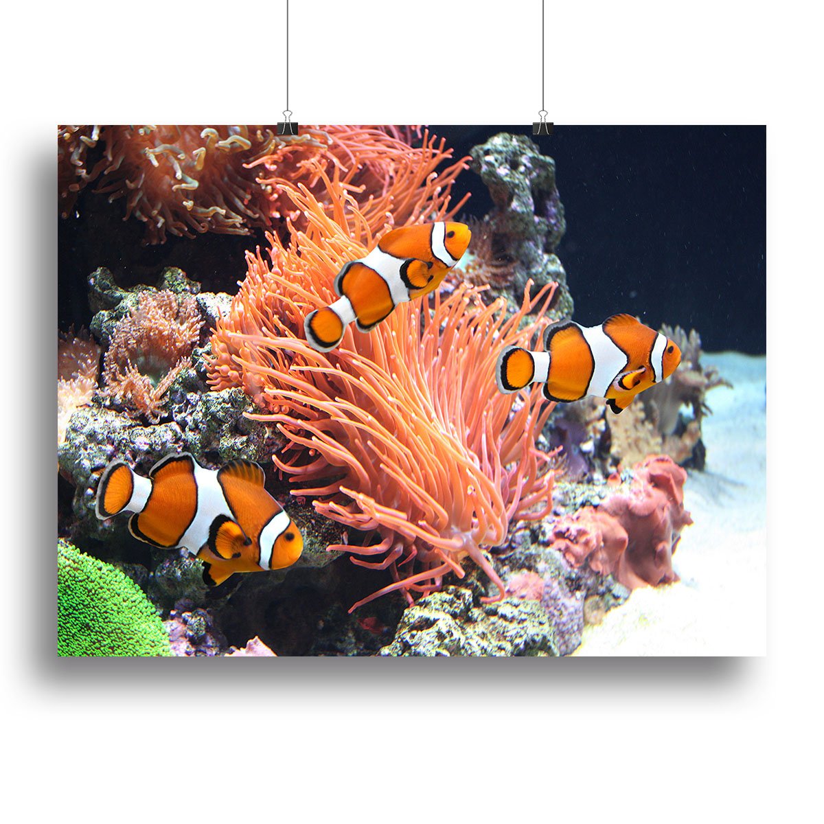 Sea anemone Canvas Print or Poster