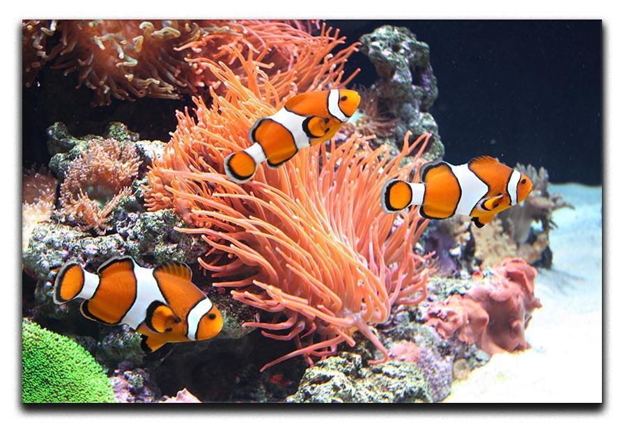 Sea anemone Canvas Print or Poster  - Canvas Art Rocks - 1