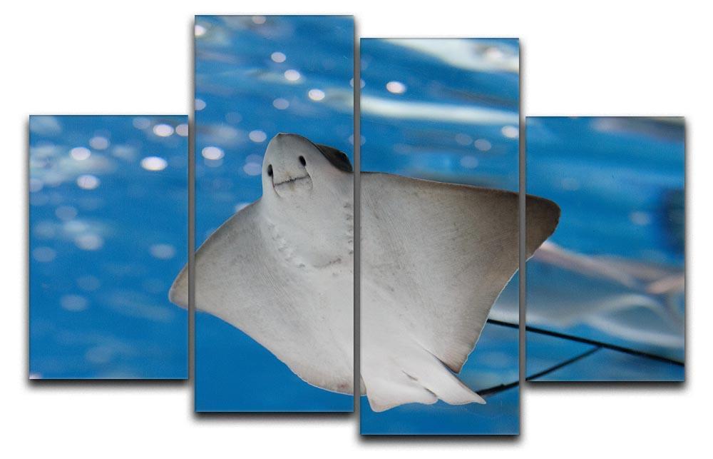 Sea stingray and marine life 4 Split Panel Canvas  - Canvas Art Rocks - 1