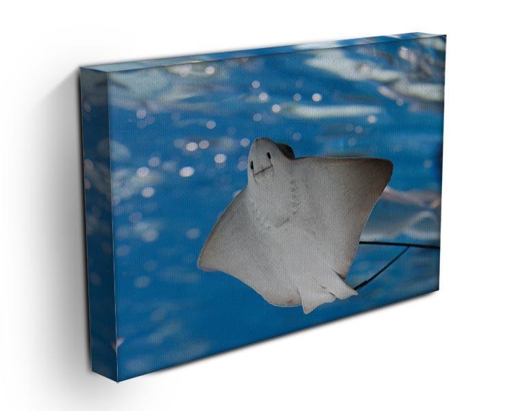 Sea stingray and marine life Canvas Print or Poster - Canvas Art Rocks - 3