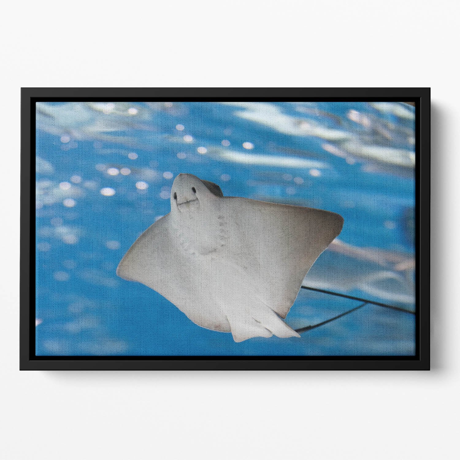 Sea stingray and marine life Floating Framed Canvas