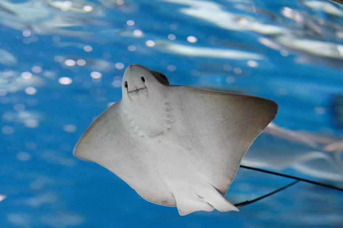 Sea stingray and marine life Wall Mural Wallpaper