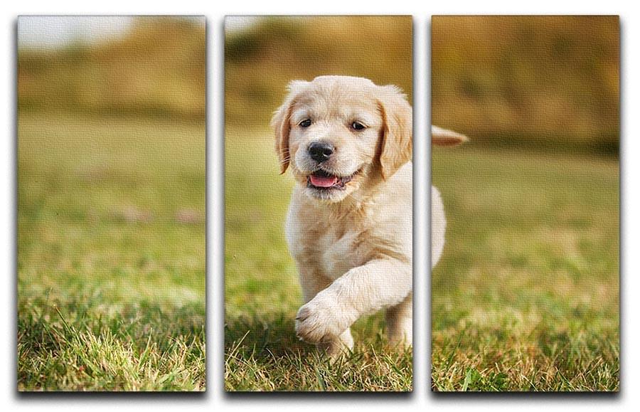 Seven week old golden retriever puppy 3 Split Panel Canvas Print - Canvas Art Rocks - 1