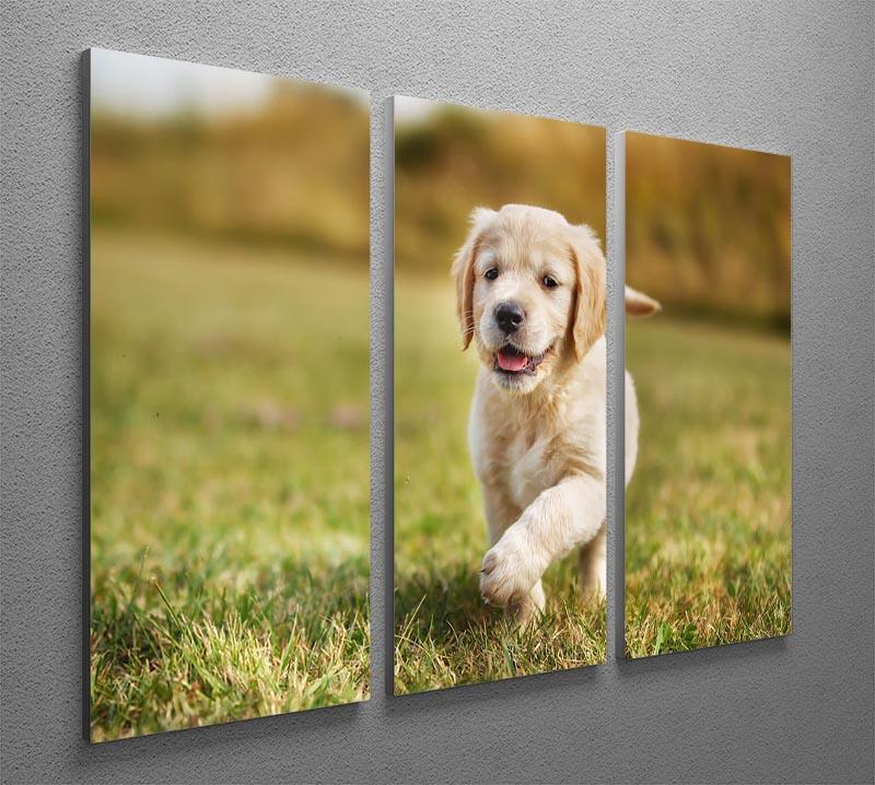 Seven week old golden retriever puppy 3 Split Panel Canvas Print - Canvas Art Rocks - 2