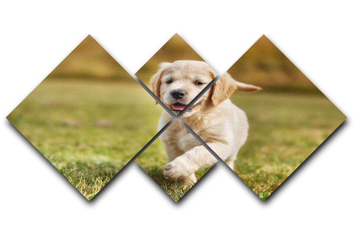 Seven week old golden retriever puppy 4 Square Multi Panel Canvas - Canvas Art Rocks - 1