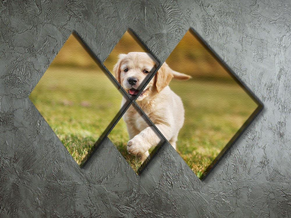 Seven week old golden retriever puppy 4 Square Multi Panel Canvas - Canvas Art Rocks - 2