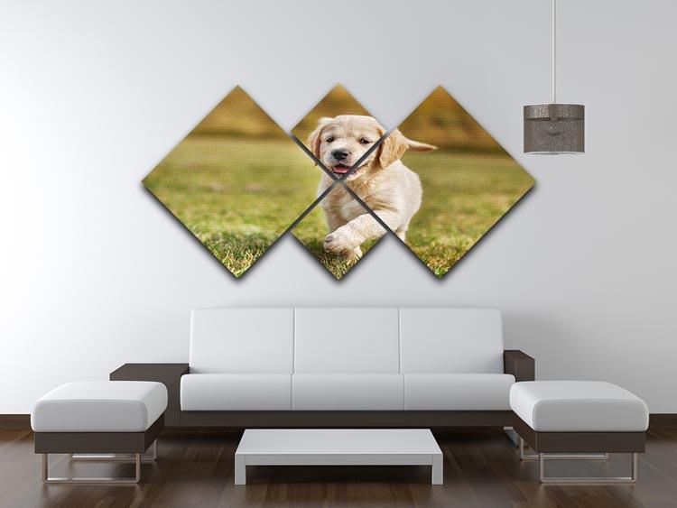 Seven week old golden retriever puppy 4 Square Multi Panel Canvas - Canvas Art Rocks - 3