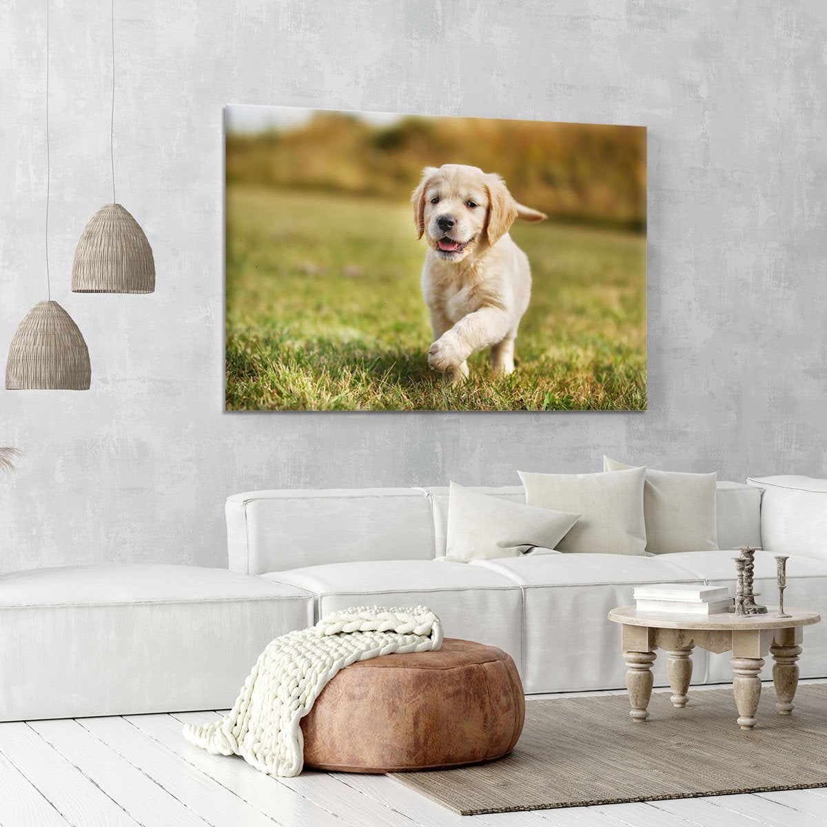 Seven week old golden retriever puppy Canvas Print or Poster