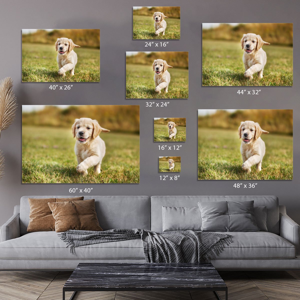 Seven week old golden retriever puppy Canvas Print or Poster