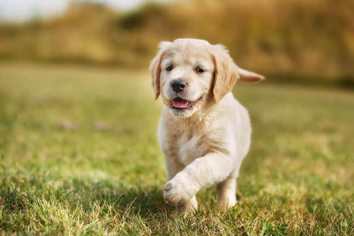 Seven week old golden retriever puppy Wall Mural Wallpaper