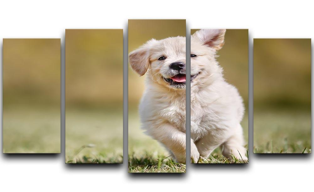 Seven week old golden retriever puppy outdoors 5 Split Panel Canvas - Canvas Art Rocks - 1