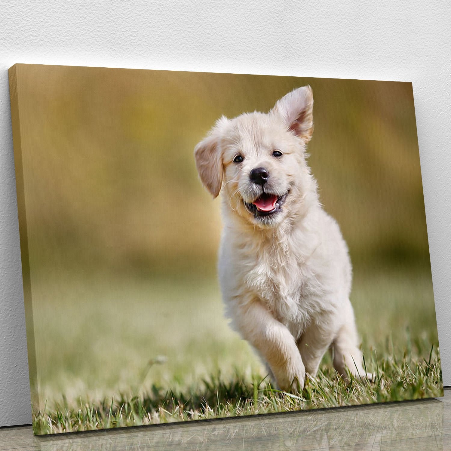 Seven week old golden retriever puppy outdoors Canvas Print or Poster