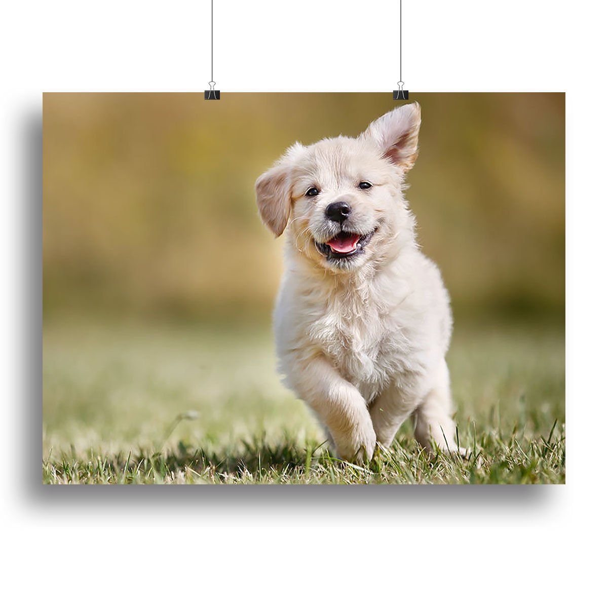 Seven week old golden retriever puppy outdoors Canvas Print or Poster