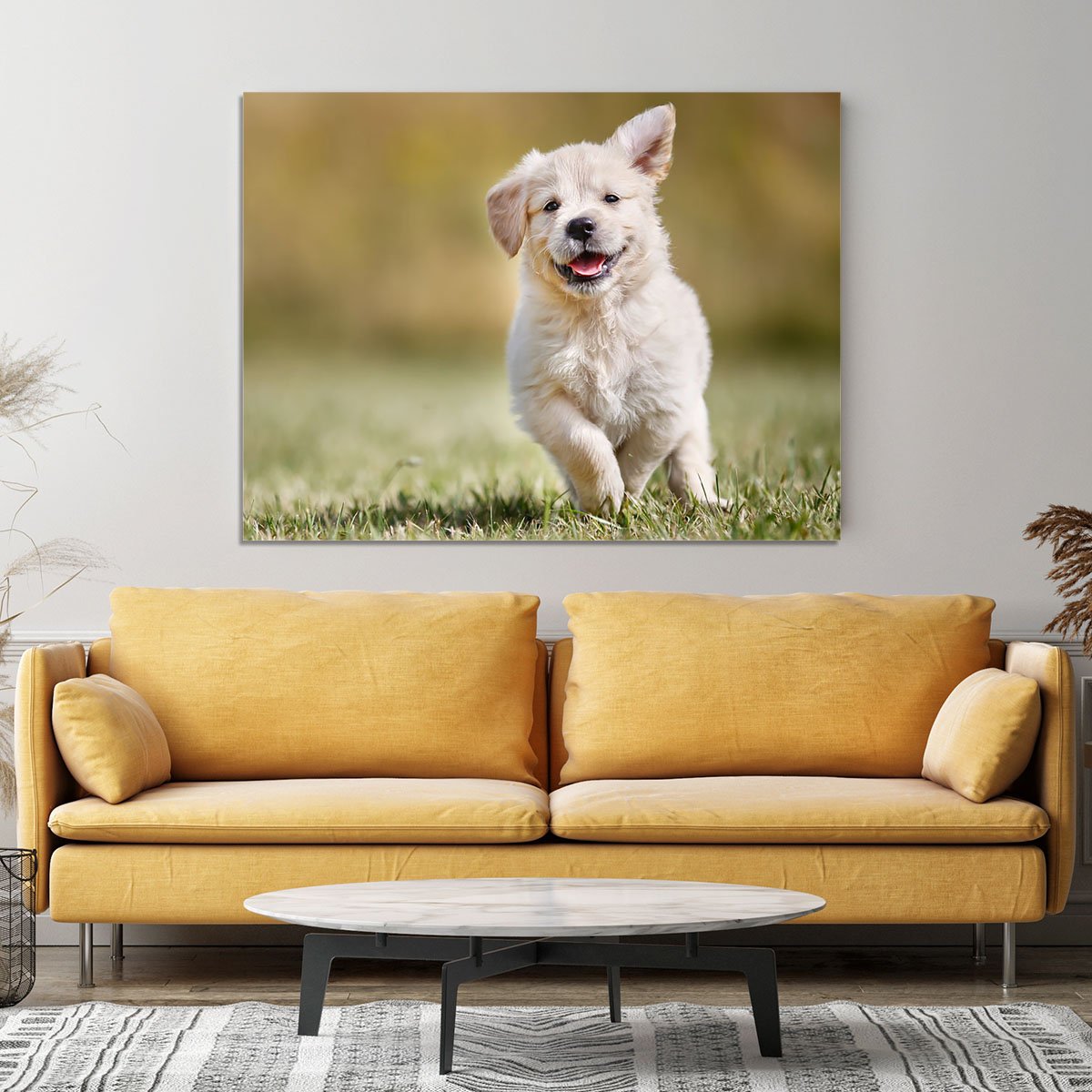 Seven week old golden retriever puppy outdoors Canvas Print or Poster