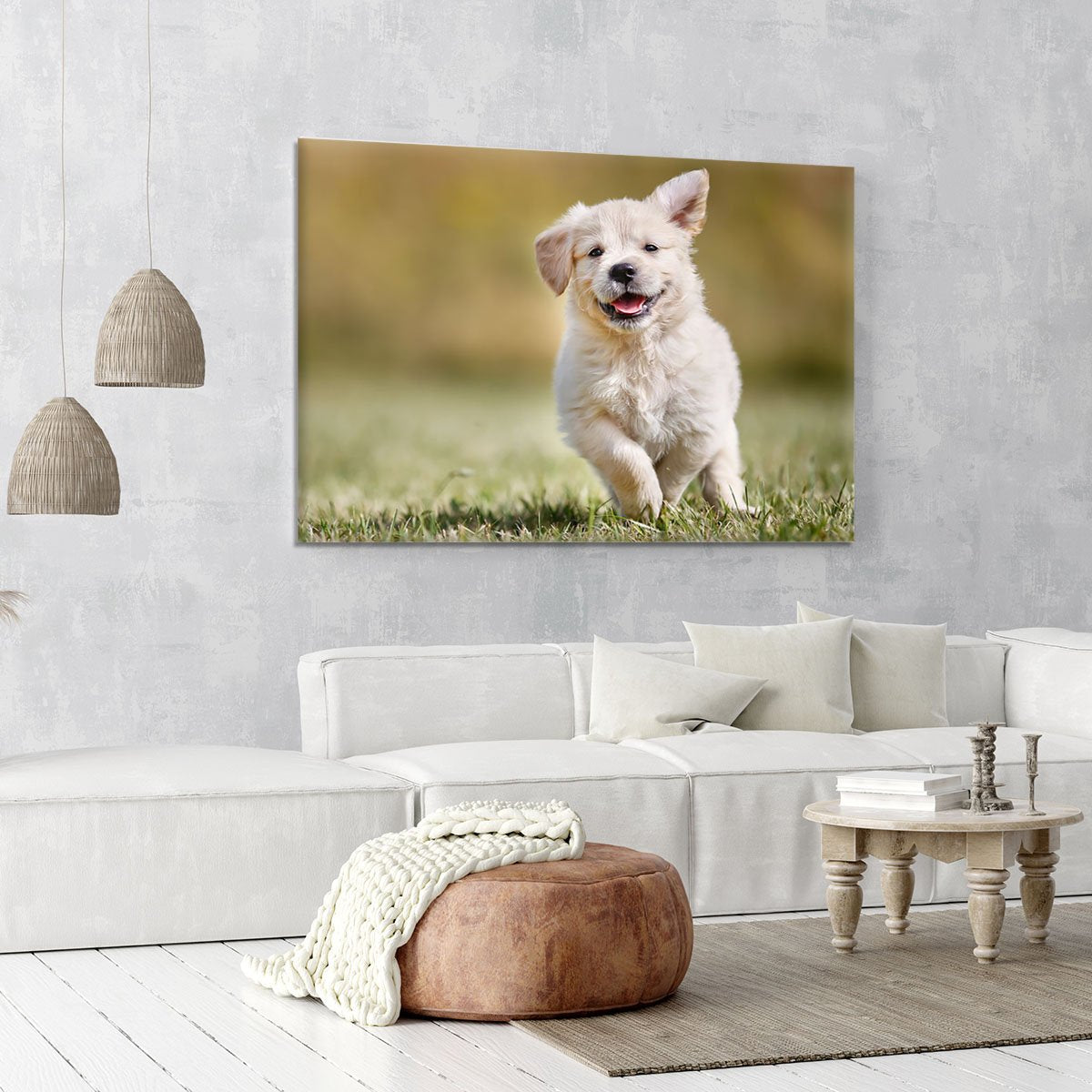 Seven week old golden retriever puppy outdoors Canvas Print or Poster