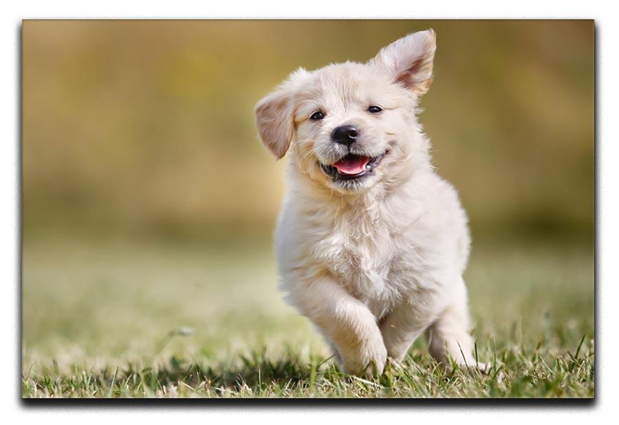 Seven week old golden retriever puppy outdoors Canvas Print or Poster - Canvas Art Rocks - 1