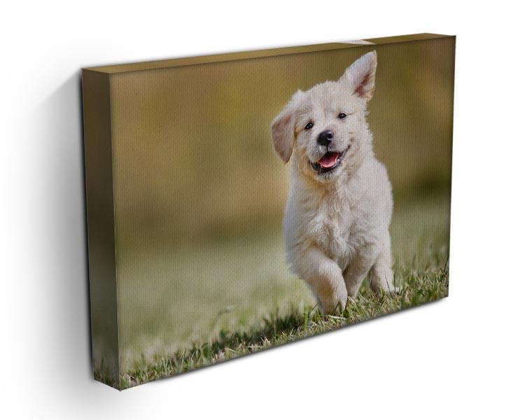 Seven week old golden retriever puppy outdoors Canvas Print or Poster - Canvas Art Rocks - 3
