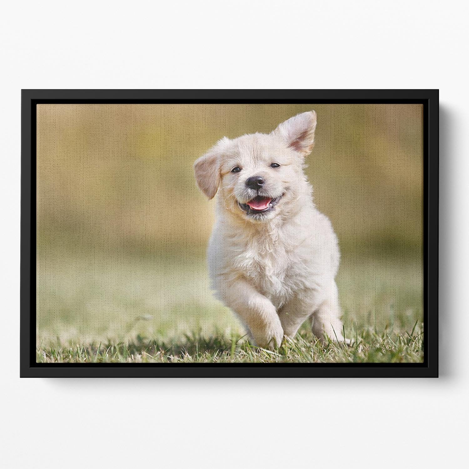 Seven week old golden retriever puppy outdoors Floating Framed Canvas - Canvas Art Rocks - 2