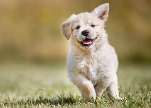 Seven week old golden retriever puppy outdoors Wall Mural Wallpaper - Canvas Art Rocks - 1