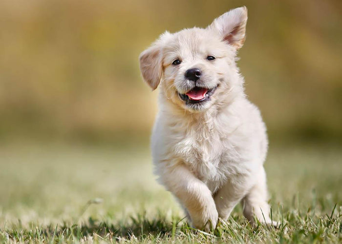 Seven week old golden retriever puppy outdoors Wall Mural Wallpaper
