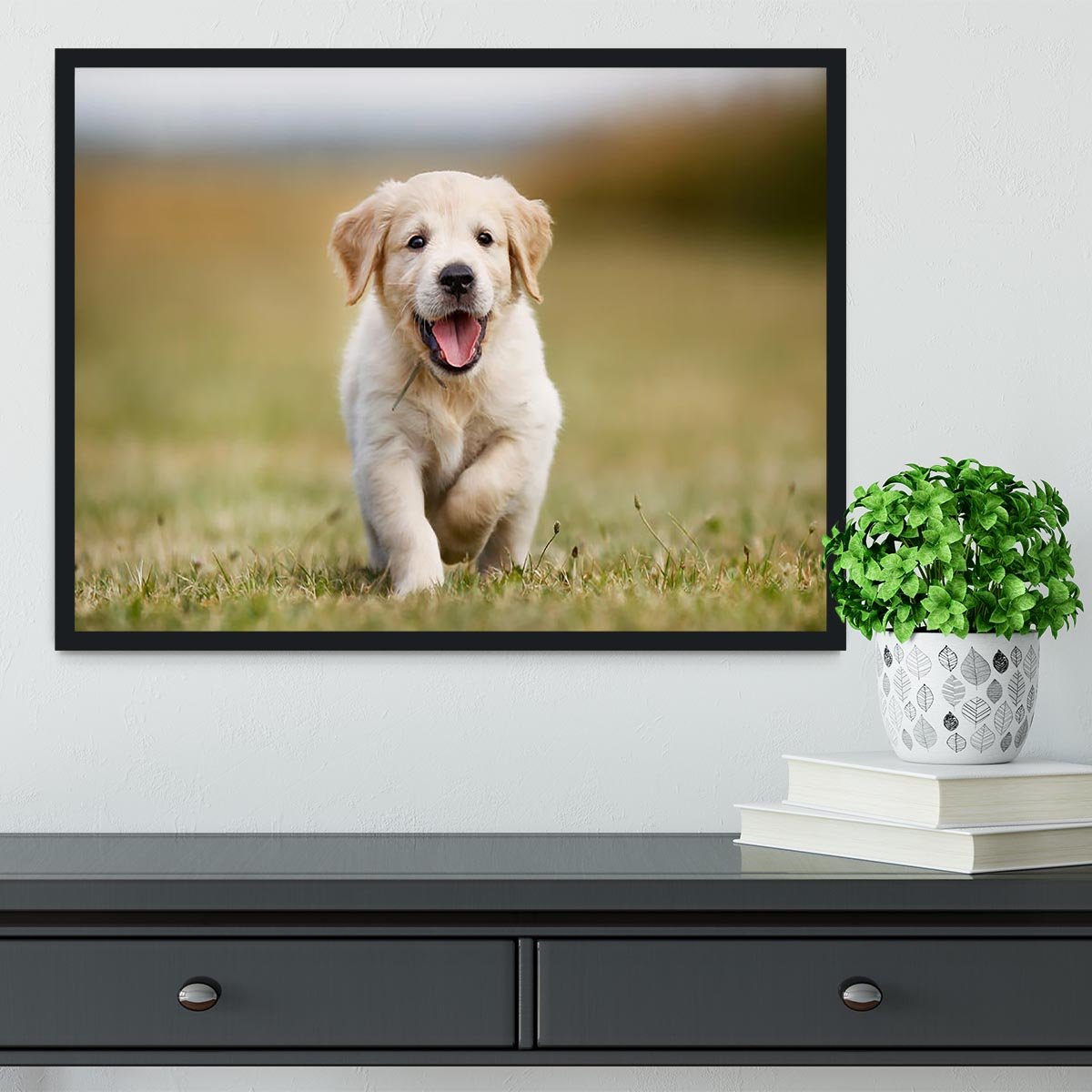 Seven week old golden retriever puppy outdoors on a sunny day Framed Print - Canvas Art Rocks - 2