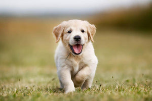 Seven week old golden retriever puppy outdoors on a sunny day Wall Mural Wallpaper - Canvas Art Rocks - 1