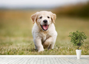 Seven week old golden retriever puppy outdoors on a sunny day Wall Mural Wallpaper - Canvas Art Rocks - 4