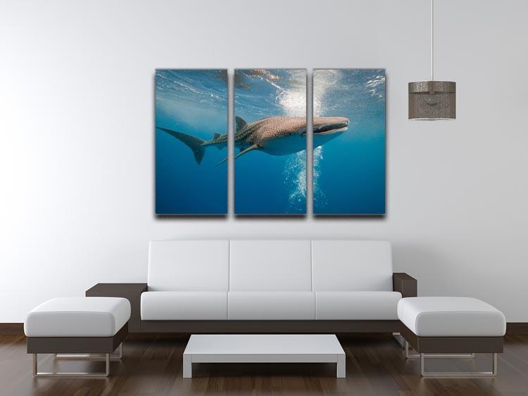 Shark 3 Split Panel Canvas Print - Canvas Art Rocks - 3