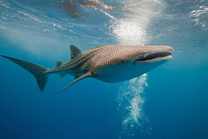 Shark Wall Mural Wallpaper