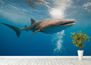 Shark Wall Mural Wallpaper - Canvas Art Rocks - 4