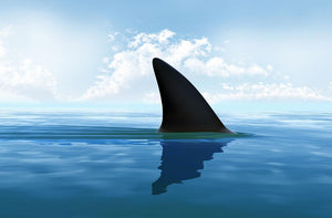 Shark fin above water Wall Mural Wallpaper - Canvas Art Rocks - 1