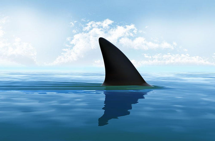 Shark fin above water Wall Mural Wallpaper