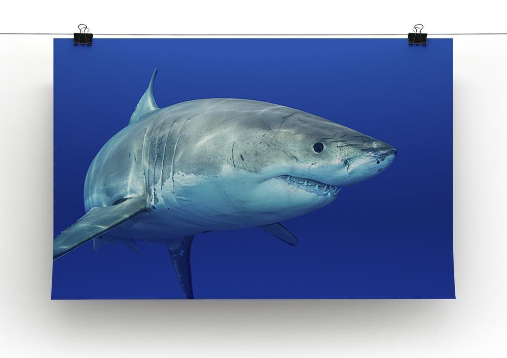 Shark swimming looking for food Canvas Print or Poster - Canvas Art Rocks - 2