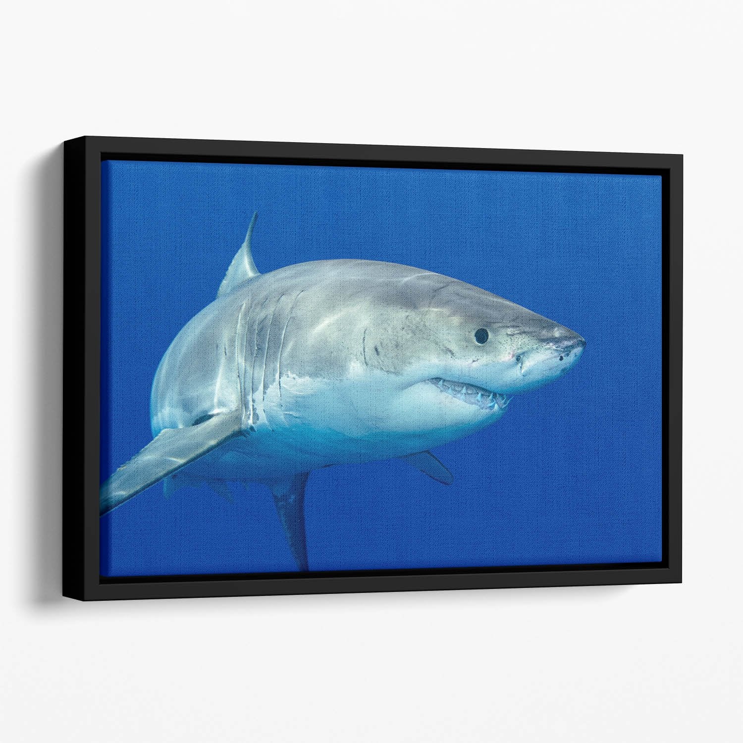 Shark swimming looking for food Floating Framed Canvas
