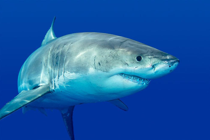 Shark swimming looking for food Wall Mural Wallpaper