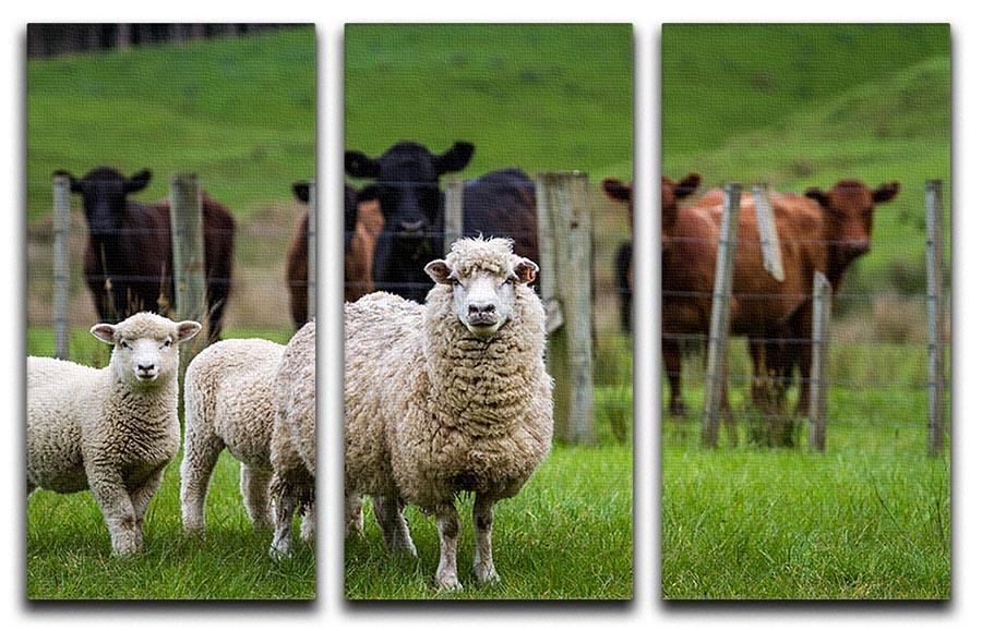 Sheep and cows 3 Split Panel Canvas Print - Canvas Art Rocks - 1
