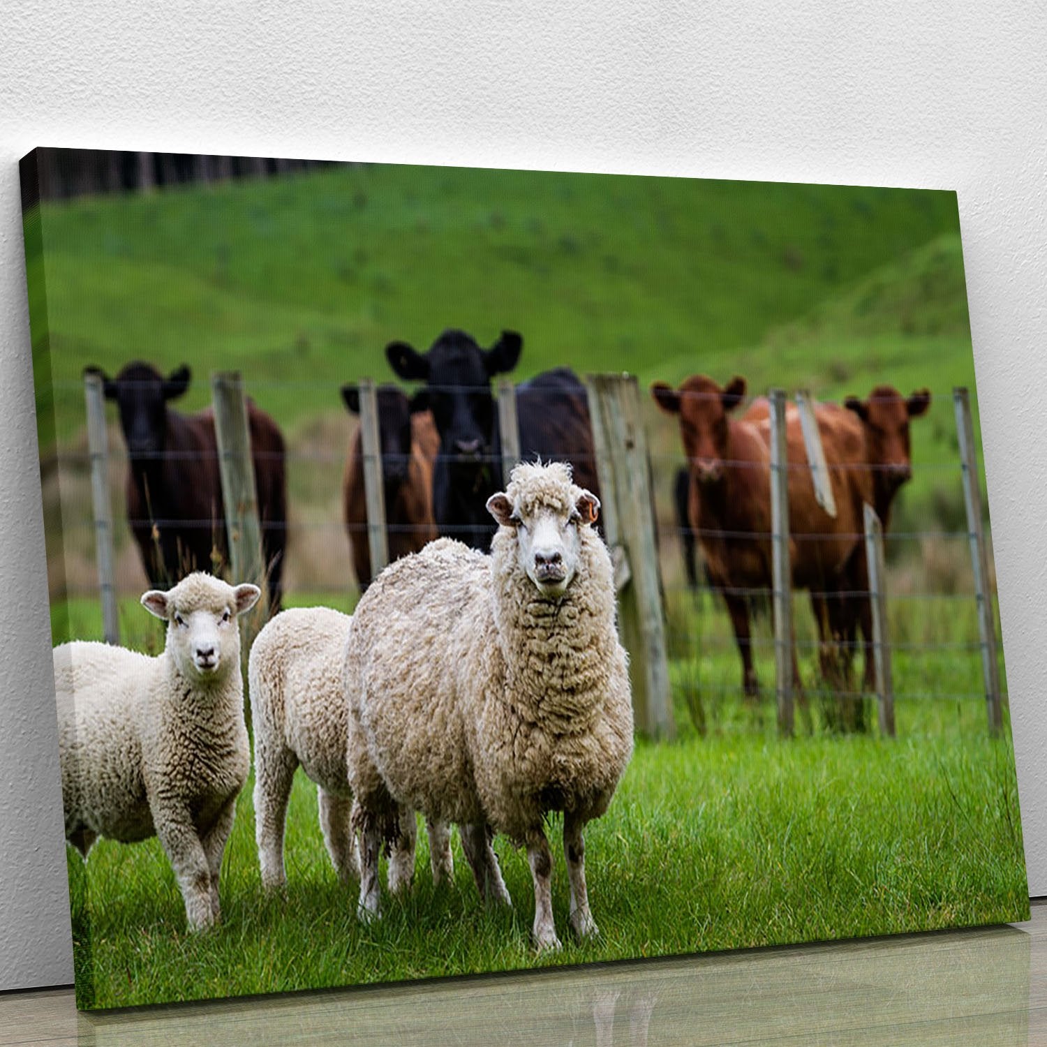 Sheep and cows Canvas Print or Poster