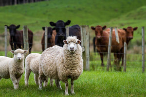 Sheep and cows Wall Mural Wallpaper - Canvas Art Rocks - 1