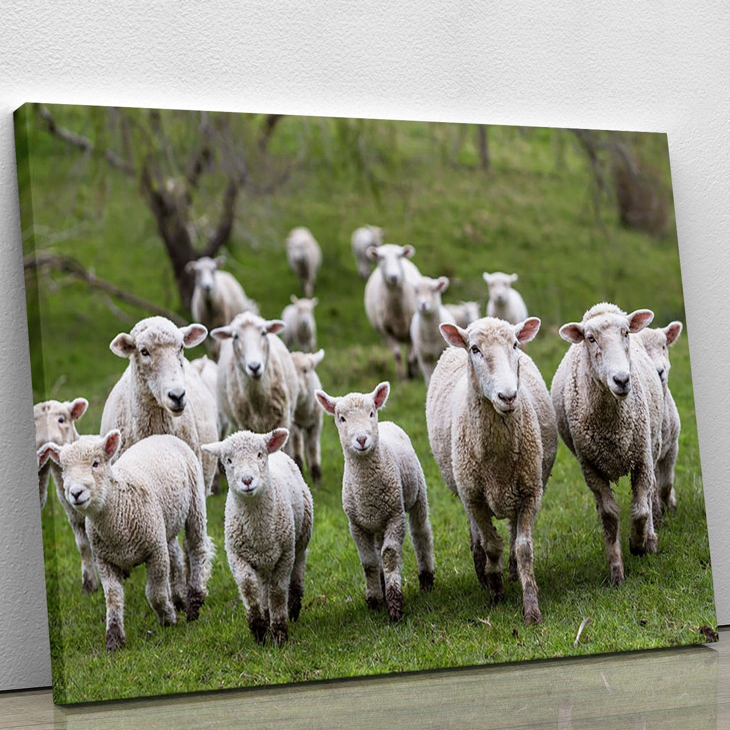 Sheep and lambs in paddock Canvas Print or Poster