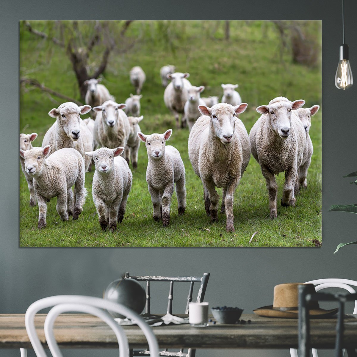 Sheep and lambs in paddock Canvas Print or Poster