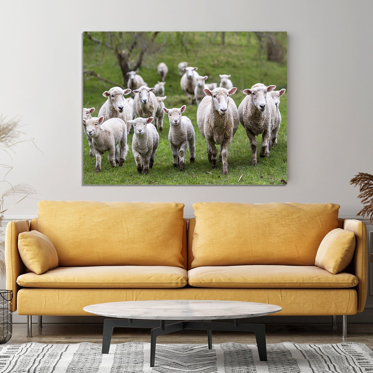 Sheep and lambs in paddock Canvas Print or Poster