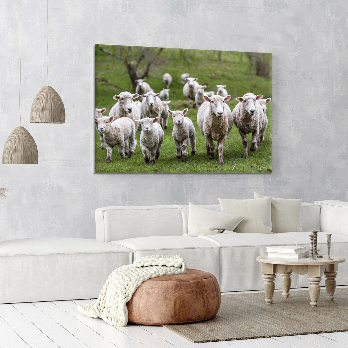 Sheep and lambs in paddock Canvas Print or Poster