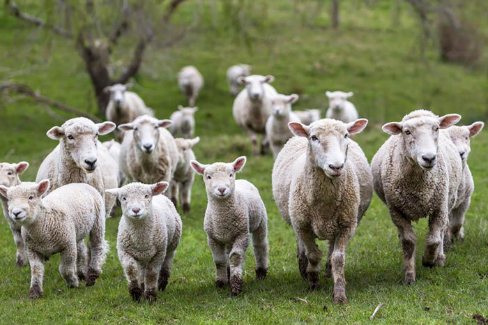 Sheep and lambs in paddock Wall Mural Wallpaper