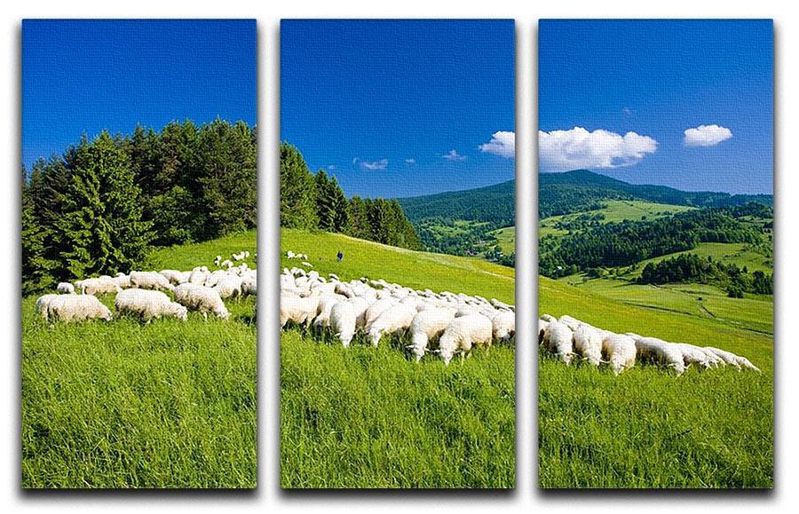 Sheep herds 3 Split Panel Canvas Print - Canvas Art Rocks - 1