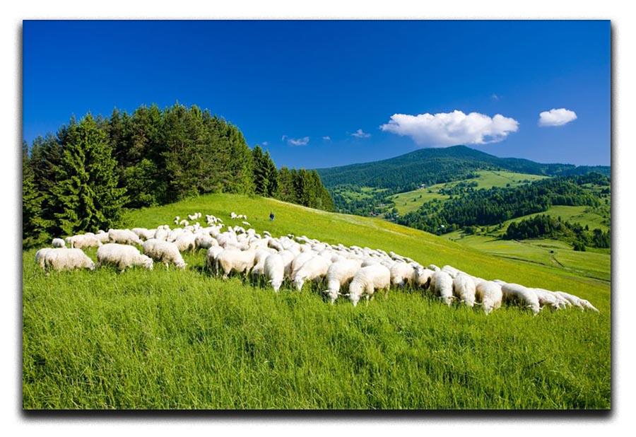 Sheep herds Canvas Print or Poster - Canvas Art Rocks - 1