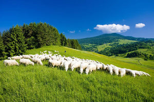 Sheep herds Wall Mural Wallpaper - Canvas Art Rocks - 1