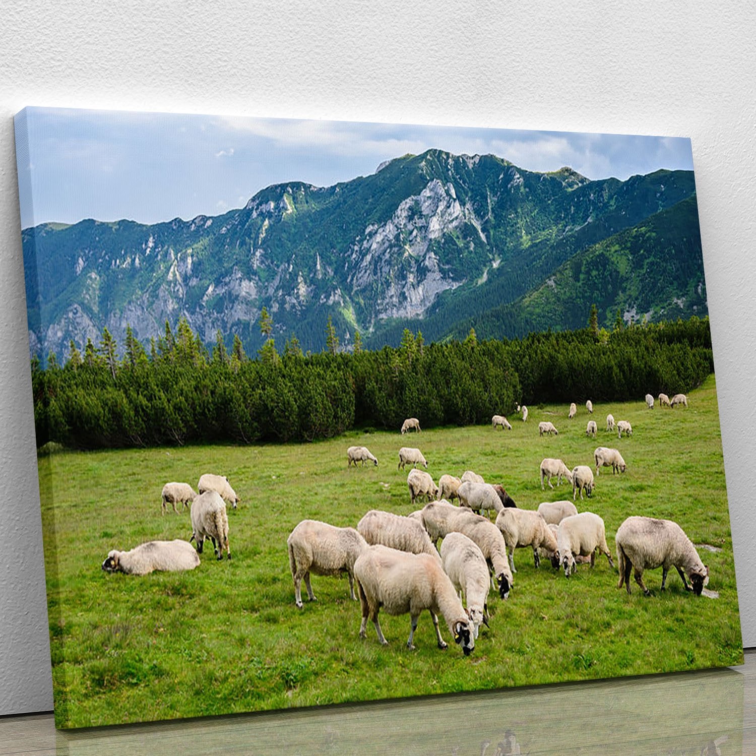 Sheep herds at alpine pastures Canvas Print or Poster